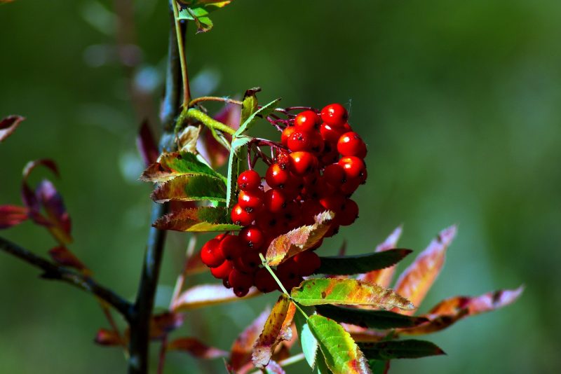 Rowanberry Mix (For anti-mold and replacement of sorbate)